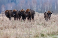 Unique opportunity to see Bison 'Rewilding' in Romania