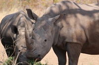 Share & Save Rhinos with Acacia Africa